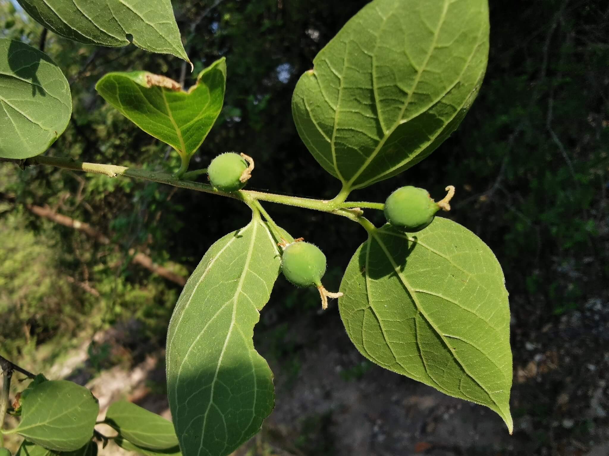 Celtis caudata